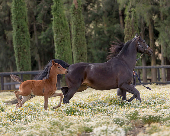 ShermanFoals2017_2_2767