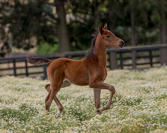 ShermanFoals2017_2_2777
