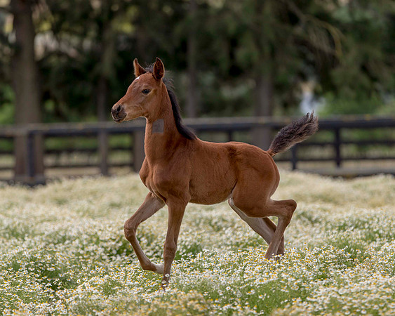 ShermanFoals2017_2_2787