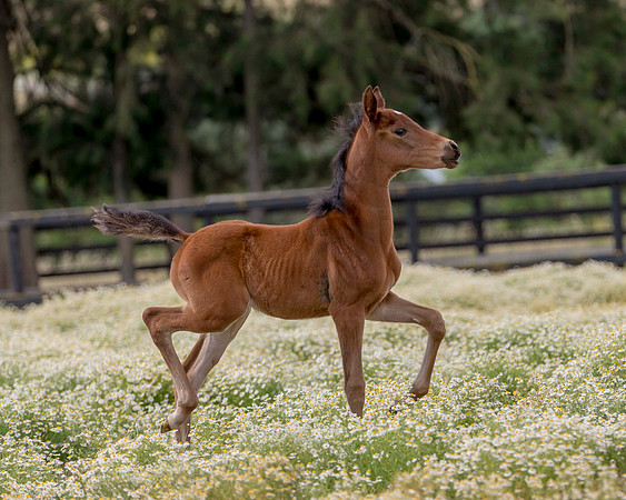 ShermanFoals2017_2_2780