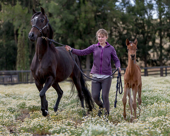ShermanFoals2017_2_2798