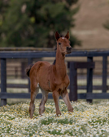 ShermanFoals2017_2_2813