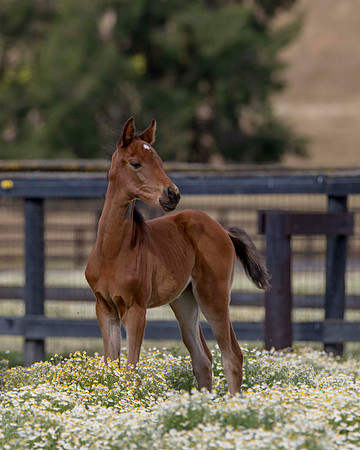 ShermanFoals2017_2_2819
