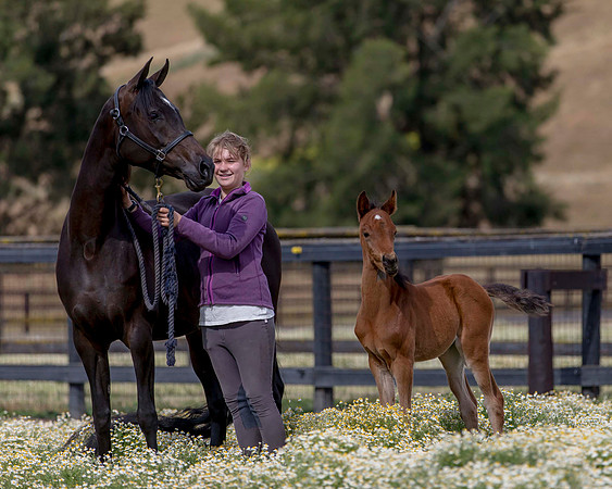 ShermanFoals2017_2_2826