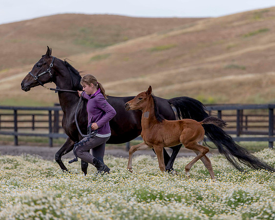 ShermanFoals2017_2_2840