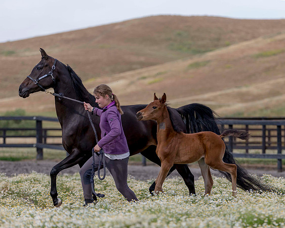 ShermanFoals2017_2_2841
