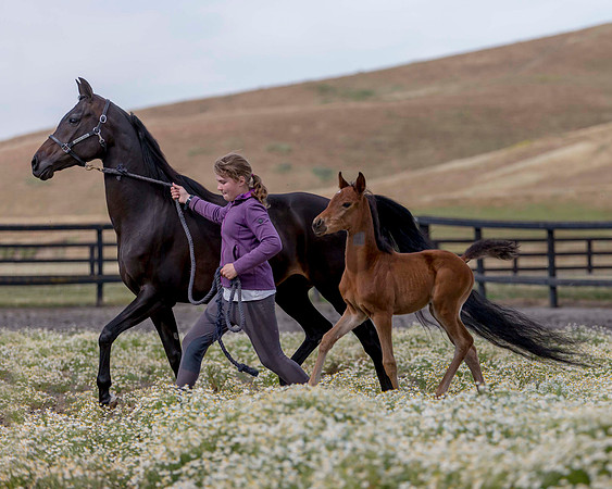 ShermanFoals2017_2_2844