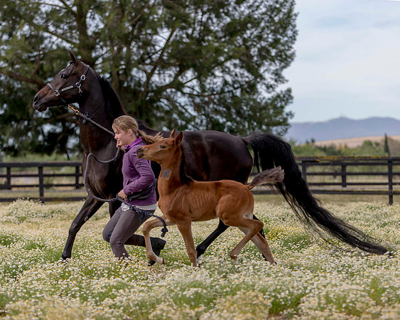 ShermanFoals2017_2_2851