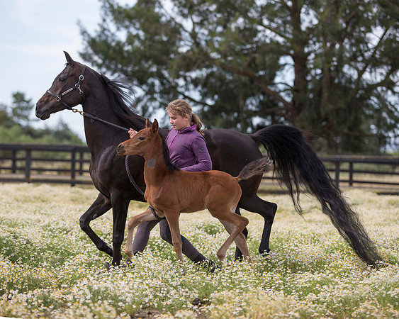 ShermanFoals2017_2_2856