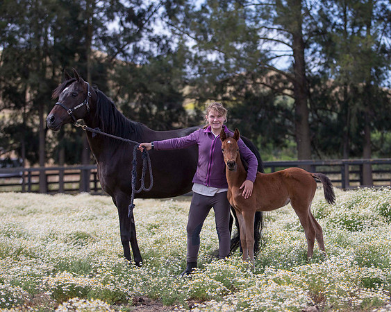 ShermanFoals2017_2_2864