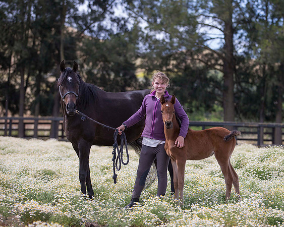 ShermanFoals2017_2_2871