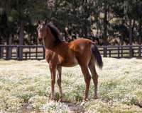ShermanFoals2017_3_2928