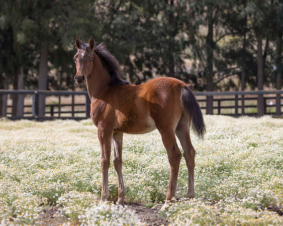 ShermanFoals2017_3_2928