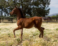 Sherman Foal 3