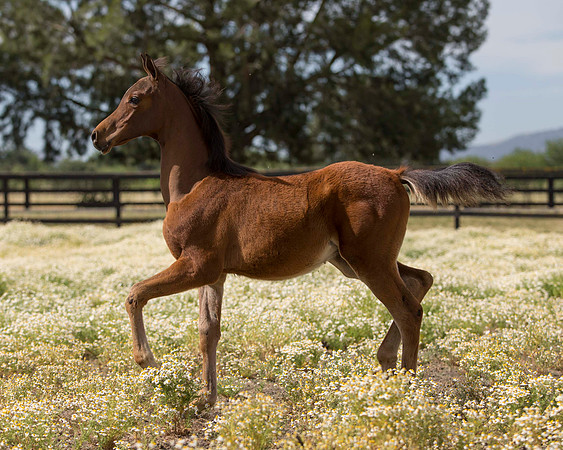 ShermanFoals2017_3_2924