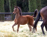 ShermanFoals2017_3_2956