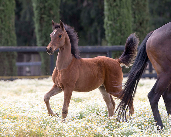 ShermanFoals2017_3_2956