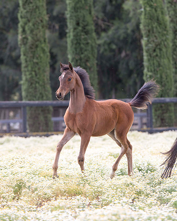 ShermanFoals2017_3_2958