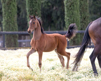 ShermanFoals2017_3_2957