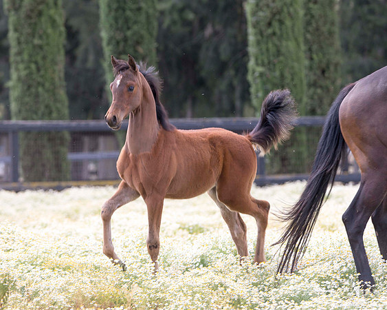 ShermanFoals2017_3_2957