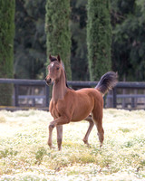 ShermanFoals2017_3_2959