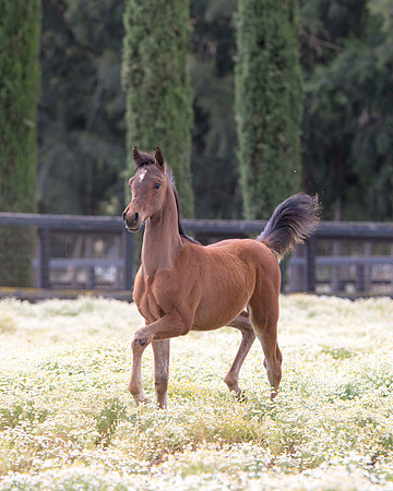 ShermanFoals2017_3_2959