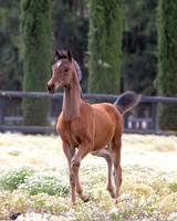 ShermanFoals2017_3_2966