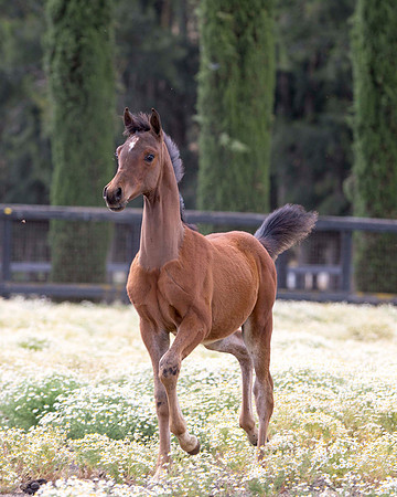 ShermanFoals2017_3_2966