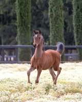 ShermanFoals2017_3_2962