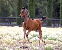 ShermanFoals2017_3_2969