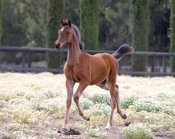 ShermanFoals2017_3_2969