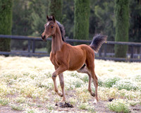 ShermanFoals2017_3_2970