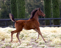 ShermanFoals2017_3_2985