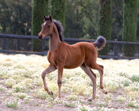 ShermanFoals2017_3_2972