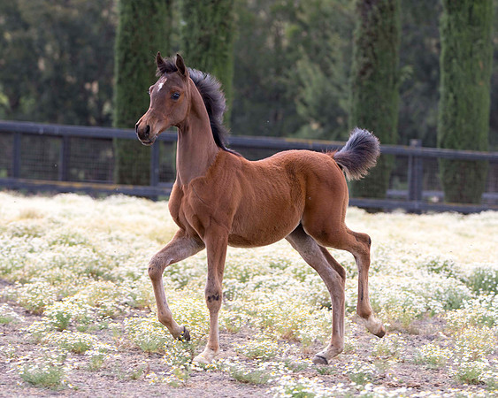 ShermanFoals2017_3_2972