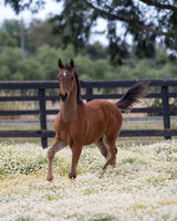 ShermanFoals2017_3_3031
