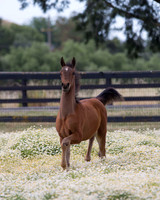 ShermanFoals2017_3_3033