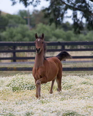 ShermanFoals2017_3_3033