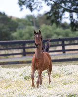ShermanFoals2017_3_3036