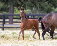ShermanFoals2017_3_3049