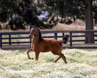 ShermanFoals2017_3_3058
