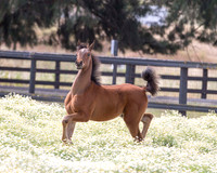 ShermanFoals2017_3_3059