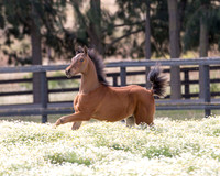 ShermanFoals2017_3_3076