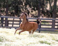 ShermanFoals2017_3_3078