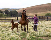 Sherman Foal 4