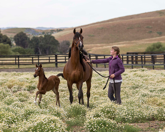 ShermanFoals2017_4_3276