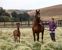 ShermanFoals2017_4_3278