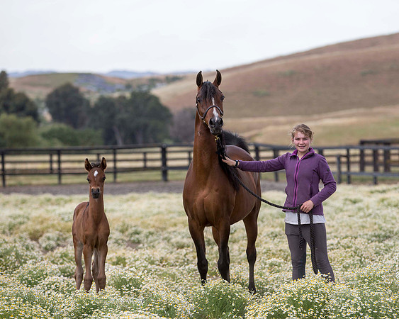 ShermanFoals2017_4_3282