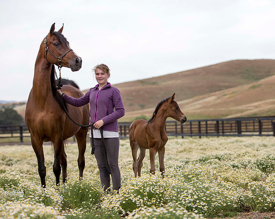 ShermanFoals2017_4_3290
