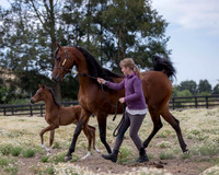 ShermanFoals2017_4_3298